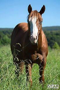 Sundancer Gunner Be A Wrangler
